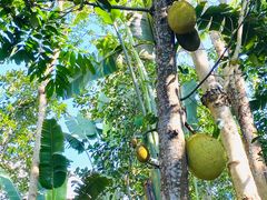 -中国科学院西双版纳热带植物园