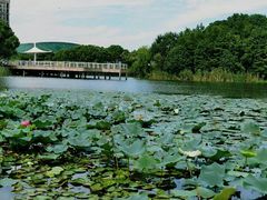-新江湾城公园