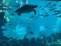 -海棠湾洲际-涛·海底餐厅·美人鱼·自助餐·海底隧道