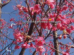 -莲花山公园