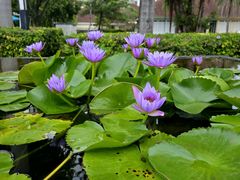 -三亚海棠湾万丽度假酒店