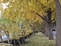 -三里屯东五街银杏大道