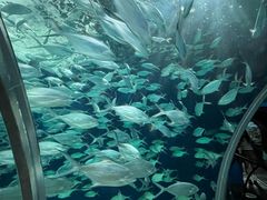 -上海海洋水族馆