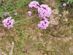 -广东花都香草世界旅游度假区