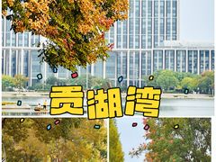 -贡湖湾湿地公园