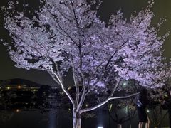 -羊山湖公园