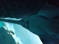 -瑞普利水族馆