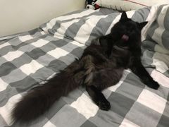 -艾贝尔宠物医院·24H转诊中心·肿瘤猫专科(江宁双龙店)