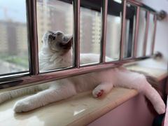 -猫十亿·布偶金渐层·曼基康矮脚猫舍(青年路店)