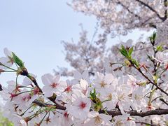 -顾村公园