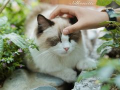 -喵屿·大理花园猫咖