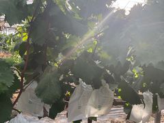 -马陆小张葡萄园农家乐