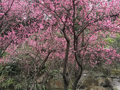 -重庆彩云湖湿地公园