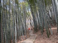 -上海佘山国家森林公园天马山园