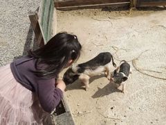 -前小桔亲子创意农场·草莓采摘·露营烧烤