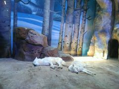 -芜湖新华联大白鲸海洋公园