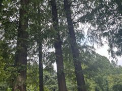-上海虹桥迎宾馆