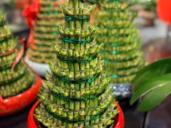 -双季花艺园艺市场(浦东店)