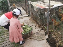 -青浦采草莓天天草莓园