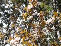 -杭州半山国家森林公园