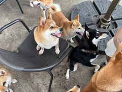 -柴犬高等学院·狗咖·柴犬售卖·宠物训练