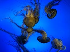 -太平洋海底世界