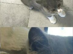 -团子家猫咪猫咖馆·柯基·柯尔鸭