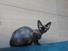 -北京观赏动物医院·24小时大型综合·猫专科·异宠专科