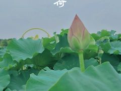 -嘉北郊野公园