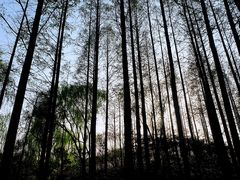 -大宁郁金香公园-停车场