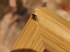 -新荣记(建国门外大街店)