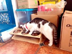 -Sirena海妖日咖夜酒