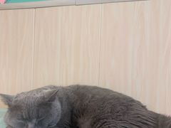 -绒爪撸猫下午茶·猫咖