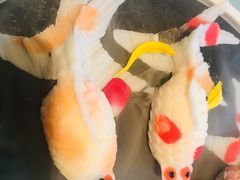 -富淳饭店(陆家嘴保利广场店)