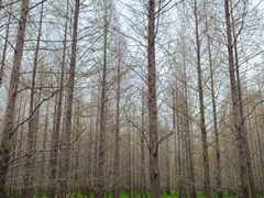 -黄海国家森林公园