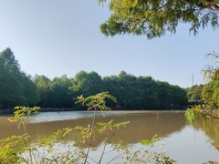 -上海海湾国家森林公园