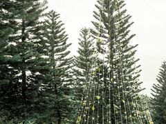 -福建鲤鱼洲酒店