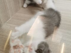 -飞行喵MR PILOT|猫舍·猫咖(静安大融城店)