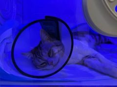 -圣宠动物医院·犬猫专科·影像中心·外科中心