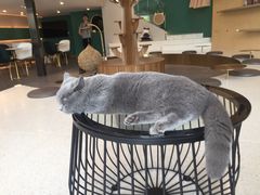 -飞行喵MR PILOT|猫舍·猫咖(静安大融城店)