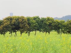 -光明小镇欢乐田园