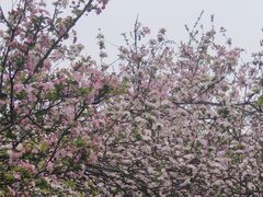 -棠湖公园