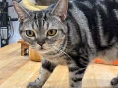 -楼上猫咖(罗湖店)