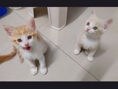 -宠颐生猫科·内科皮肤科(西平世纪城店)