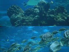 -海棠湾洲际-涛·海底餐厅·美人鱼·自助餐·海底隧道