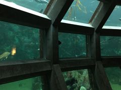 -西雅图水族馆