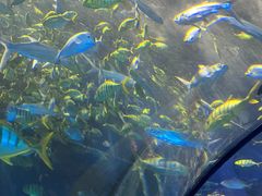 -太平洋海底世界