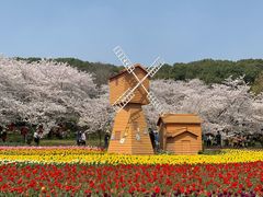 -苏州上方山国家森林公园