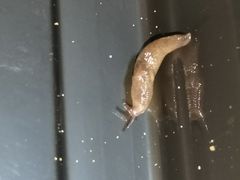 -Mr.Fruits水果先生(北京市百货大楼店)