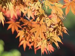 -四明山国家森林公园